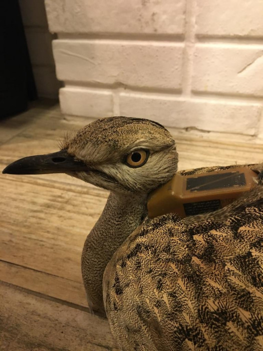 Onun adı artık 'Lazize'