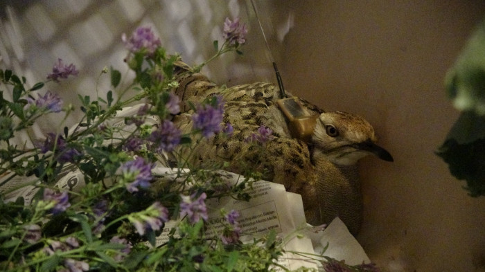 Onun adı artık 'Lazize'