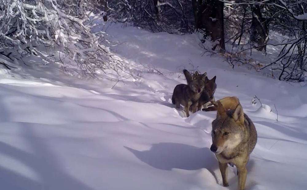 Uludağ&rsquo;da kurt s&uuml;r&uuml;s&uuml; fotokapanla g&ouml;r&uuml;nt&uuml;lendi