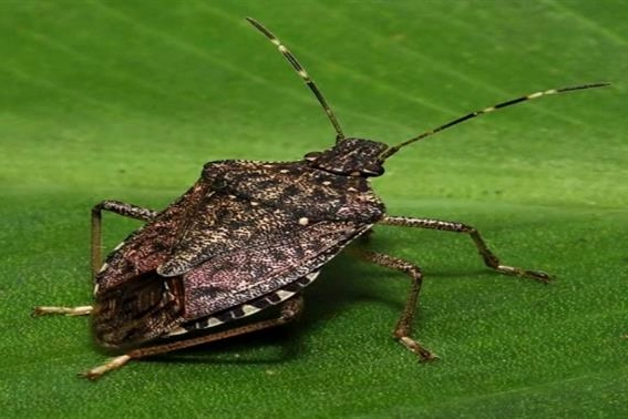 Bu b&ouml;ceği g&ouml;rd&uuml;ğ&uuml;n&uuml;z yerde imha edin!