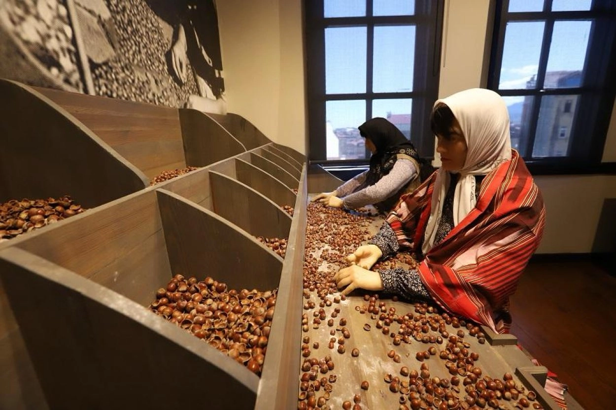 T&uuml;rkiye&rsquo;nin ilk fındık m&uuml;zesi yoğun ilgi g&ouml;r&uuml;yor