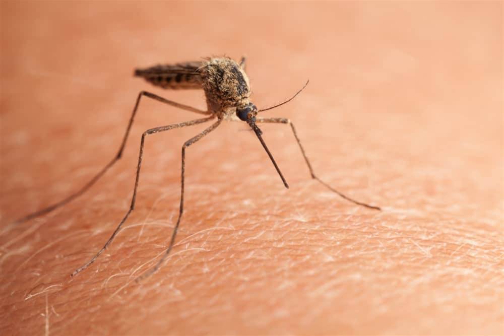 Çin’de 'chikungunya' virüsü alarmı