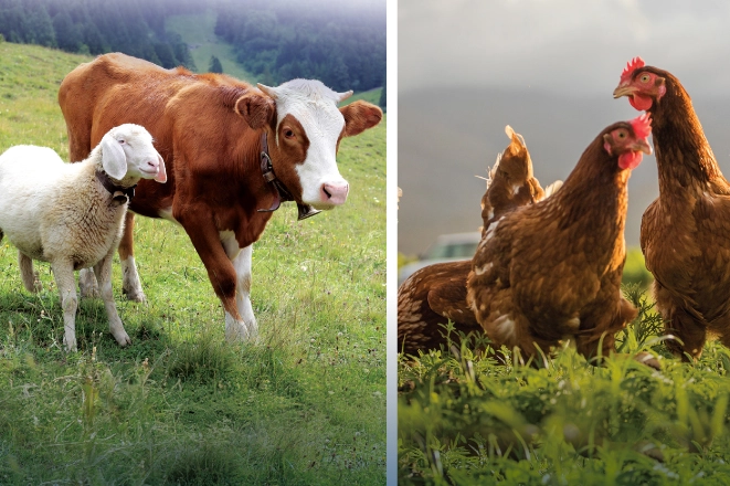 Hayvansal &uuml;retimde y&uuml;kseliş! Sığırdan bala kadar artış var