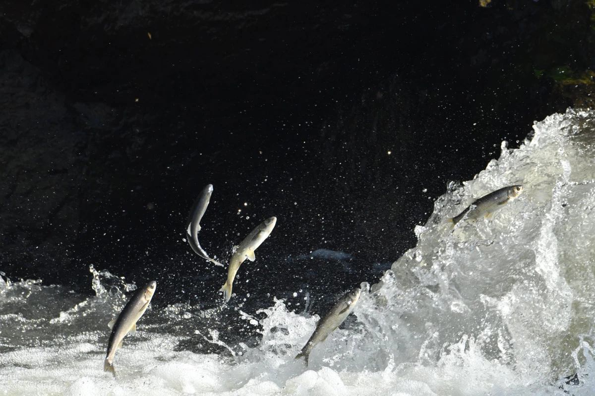 12'nci 'Uluslararası İnci Kefali Göçü Kültür ve Sanat Festivali' başladı