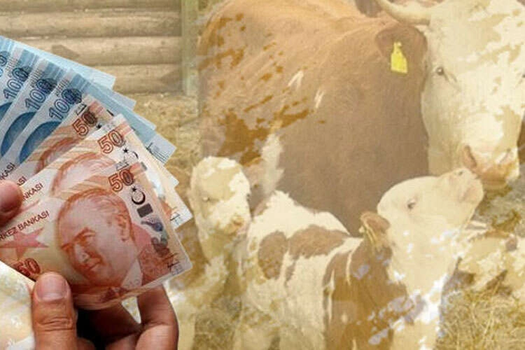 &Ccedil;ift&ccedil;ilere 226 milyon TL destek hesaplarda!