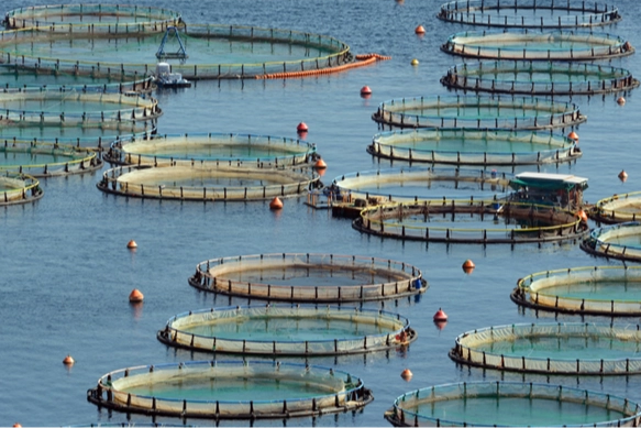 T&uuml;rkiye, Akdeniz ve Karadeniz su &uuml;r&uuml;nlerinde lider konumda