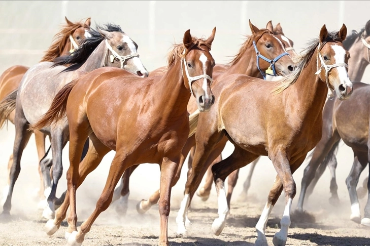 100 milyon TL'lik tay kayıp denilmişti! TİGEM'den a&ccedil;ıklama geldi!