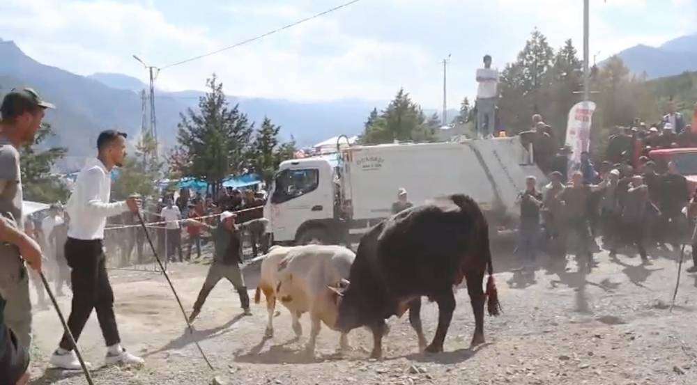 Boğaların güreşi arenanın dışına taştı, izleyiciler tedirginlik yaşadı