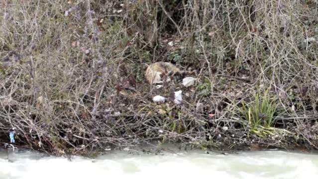 Samsun'da kar yağışı sonrası debisi yükselen derenin kenarında 20 gündür mahsur kalan köpek kurtarıldı
