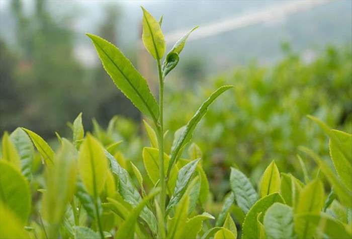 Rize Ziraat Odası, yaş çay taban fiyatının desteklemeyle 4,40 lira olmasını istedi