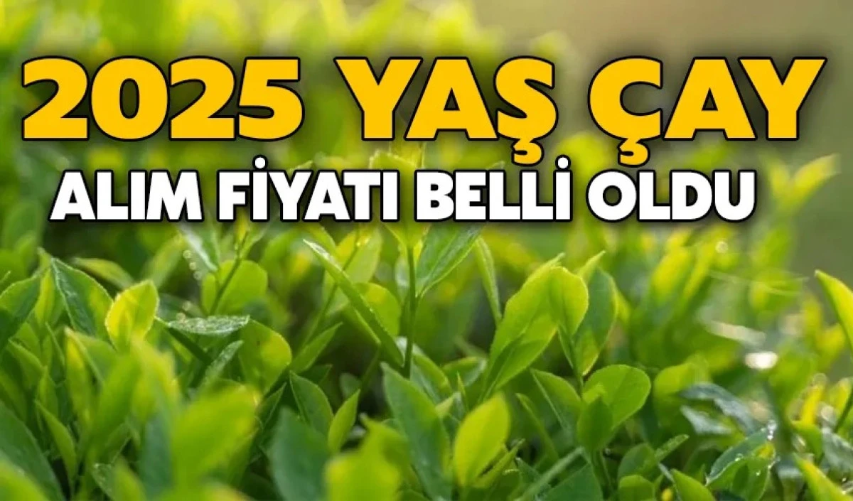 2025 yılı için yaş çay bedeli 25,44 TL olarak açıklandı