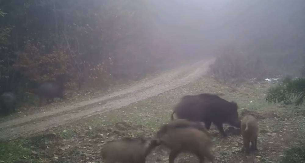 T&uuml;rkiye'nin yaban hayatı zenginliği fotokapanlarda