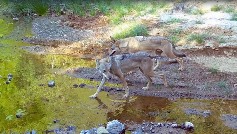 Su kaynağına gelen kurtlar fotokapan kamerasında