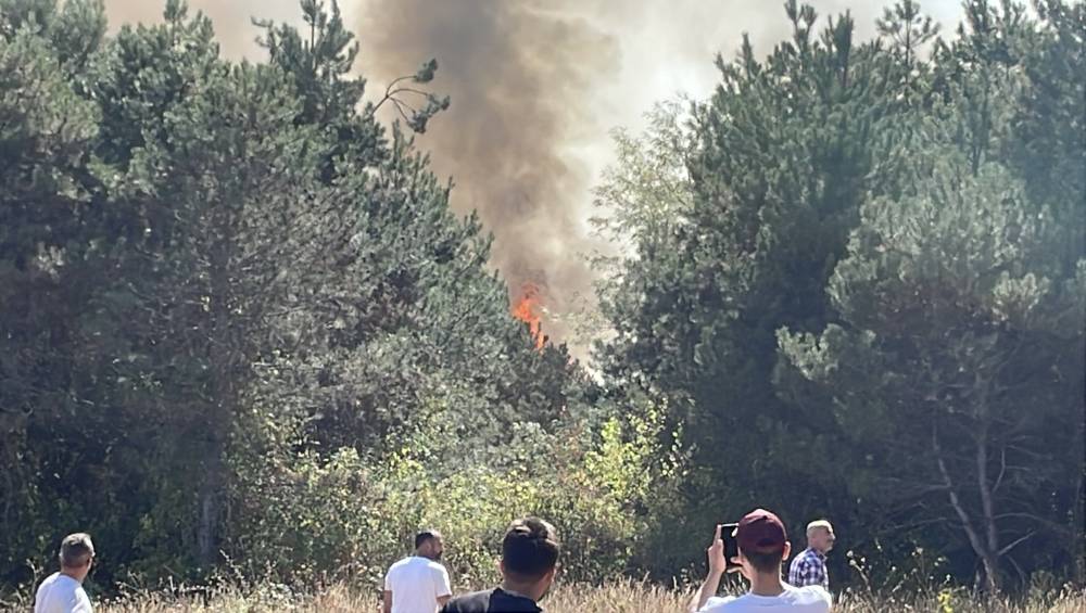 Sakarya'da orman yangını