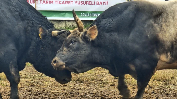 Artvin'de boğa güreşlerine yoğun ilgi