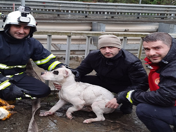 Artvin'de dereye düşen yaralı köpeği itfaiye kurtardı