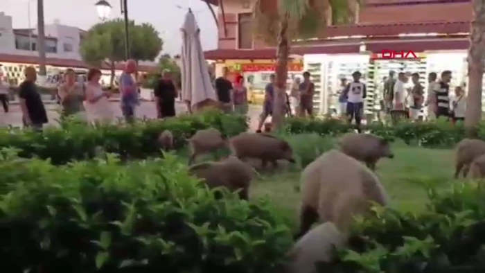 Aydın - Kuşadası'nda aç kalan yaban domuzu sürüsü, yine ilçe merkezine indi