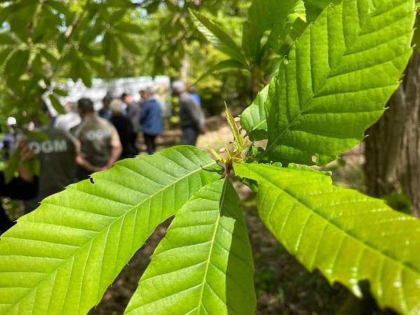 Bartın'da kestane ağaçlarını gal arısından laboratuvarda üretilen böcekler koruyacak