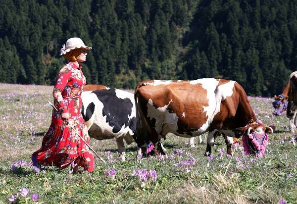 Besicilerin Karadeniz yaylalarından dönüş yolculuğu renkli görüntülere sahne oluyor