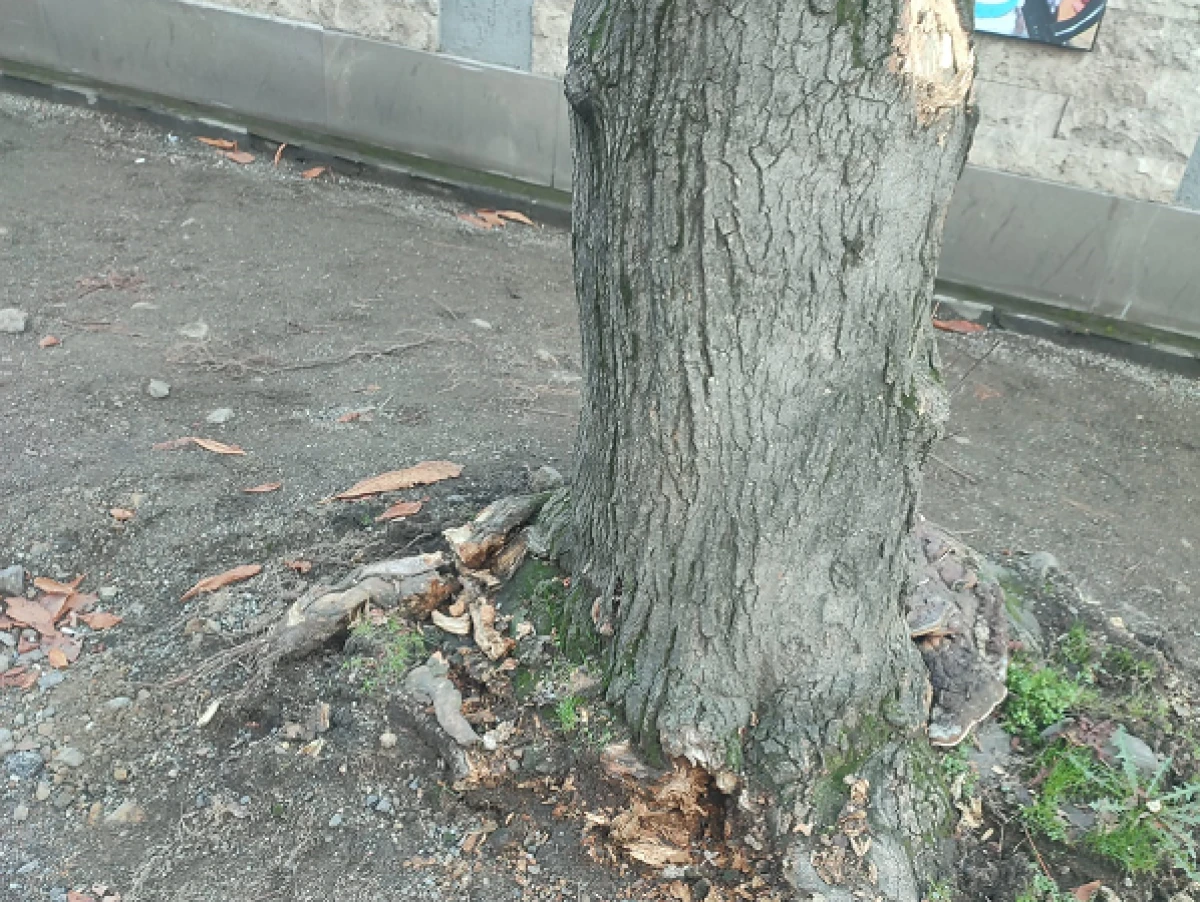 B&Uuml;Y&Uuml;KŞEHİR&rsquo;DEN 'AĞA&Ccedil;' İDDİALARINA YANIT: Katliam Değil, Yenileme ve G&uuml;venlik &Ccedil;alışması