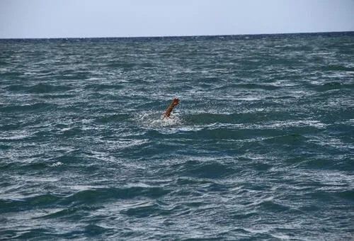 Giresun'da serinlemek için denize giren kişi boğulma tehlikesi geçirdi
