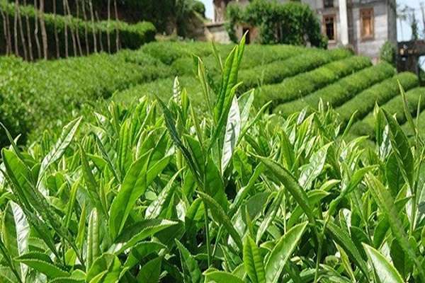 Haziran ayı yaş &ccedil;ay bedeli ve Mayıs ayı organik &ccedil;ay fark &ouml;demeleri yapıldı