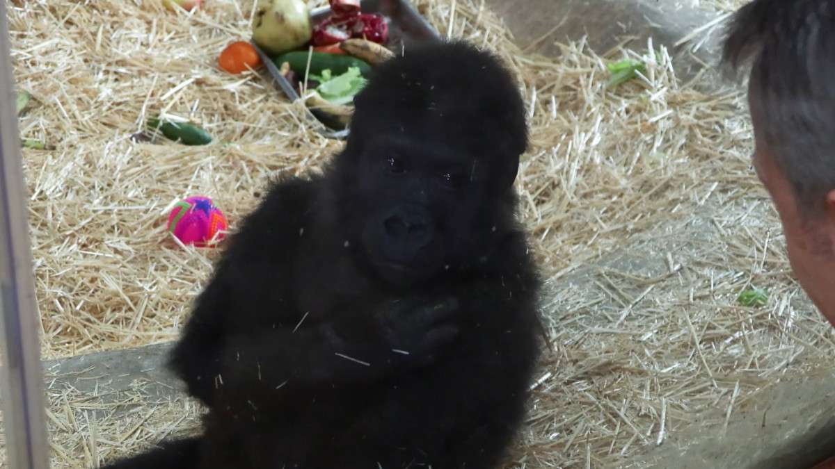 İstanbul Havalimanı'nda ele ge&ccedil;irilen yavru goril 'Zeytin' kameraların karşısına &ccedil;ıktı