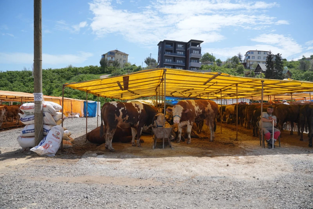 Ortahisar&rsquo;da Kurban Mesaisi Tamam: 19 Ayrı Noktada Kesim Yapılacak!