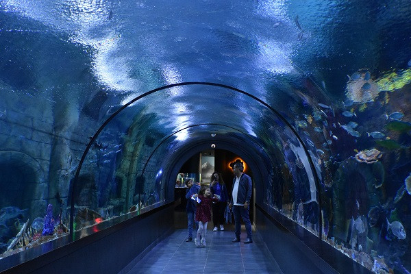 Trabzon'daki Tünel Akvaryum 16 ayda 446 bini aşkın ziyaretçiyi ağırladı