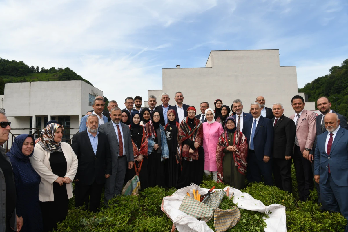 Trabzon'un merkez ilçesi Ortahisar'a yeni çay fabrikası kurulacak
