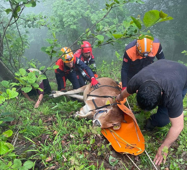 Uçuruma yuvarlanan ineği Büyükşehir Belediye ekipleri kurtardı